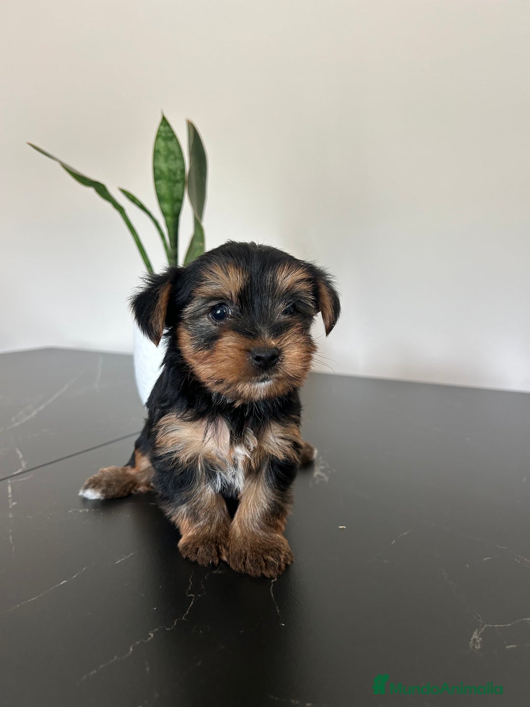 Yorkshire Terrier perros en venta: yorkshire  - Anuncio 3