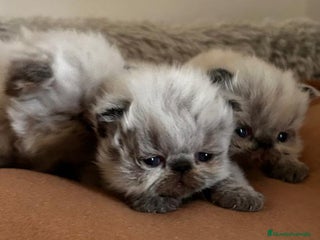 Persa gatos - Anuncio 32