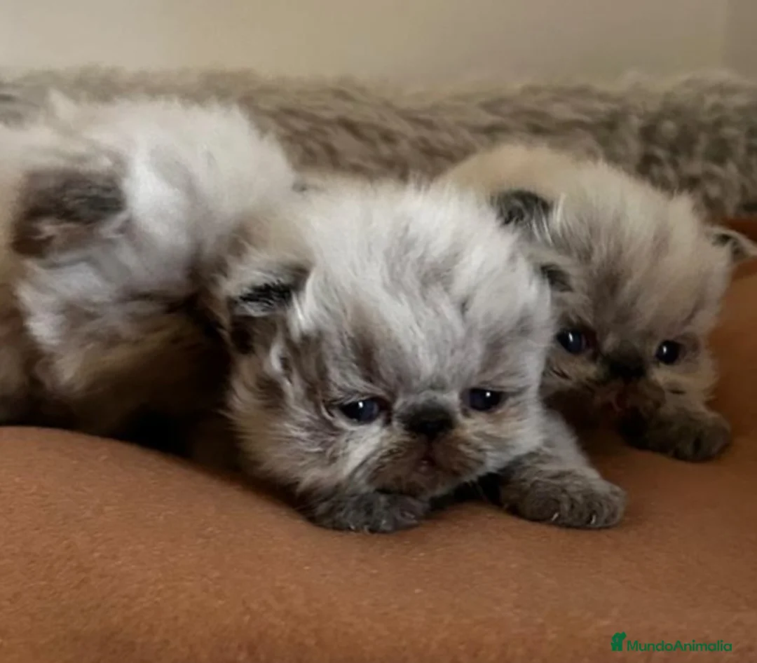 Persa gatos en venta: Persas himalayos ( BALEARES ) - Anuncio 1