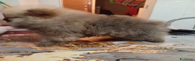 Pomerania Cachorro 1