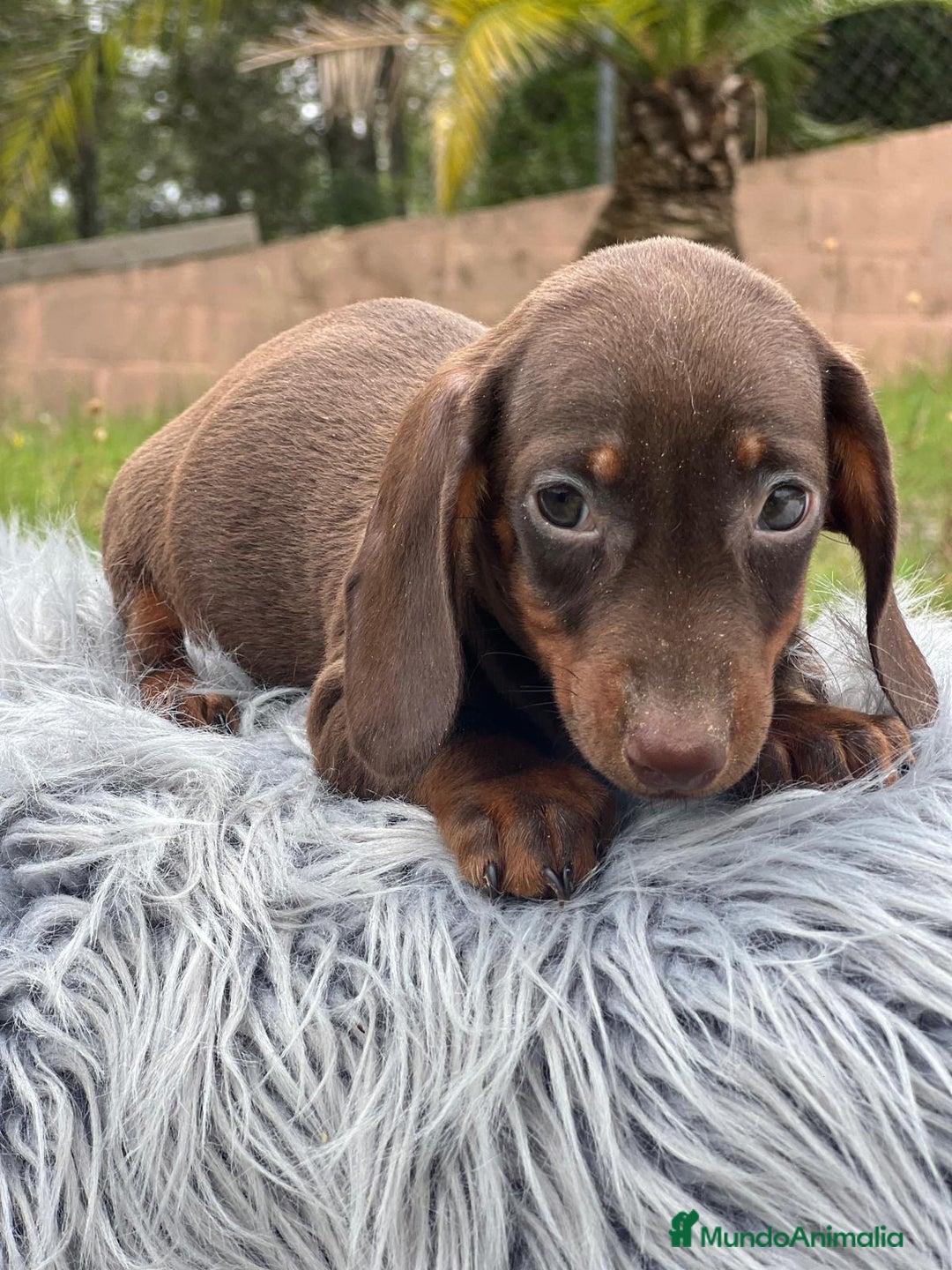 Teckel Miniatura perros en venta: TECKEL MINATURA ISABELLA - Imagen 10