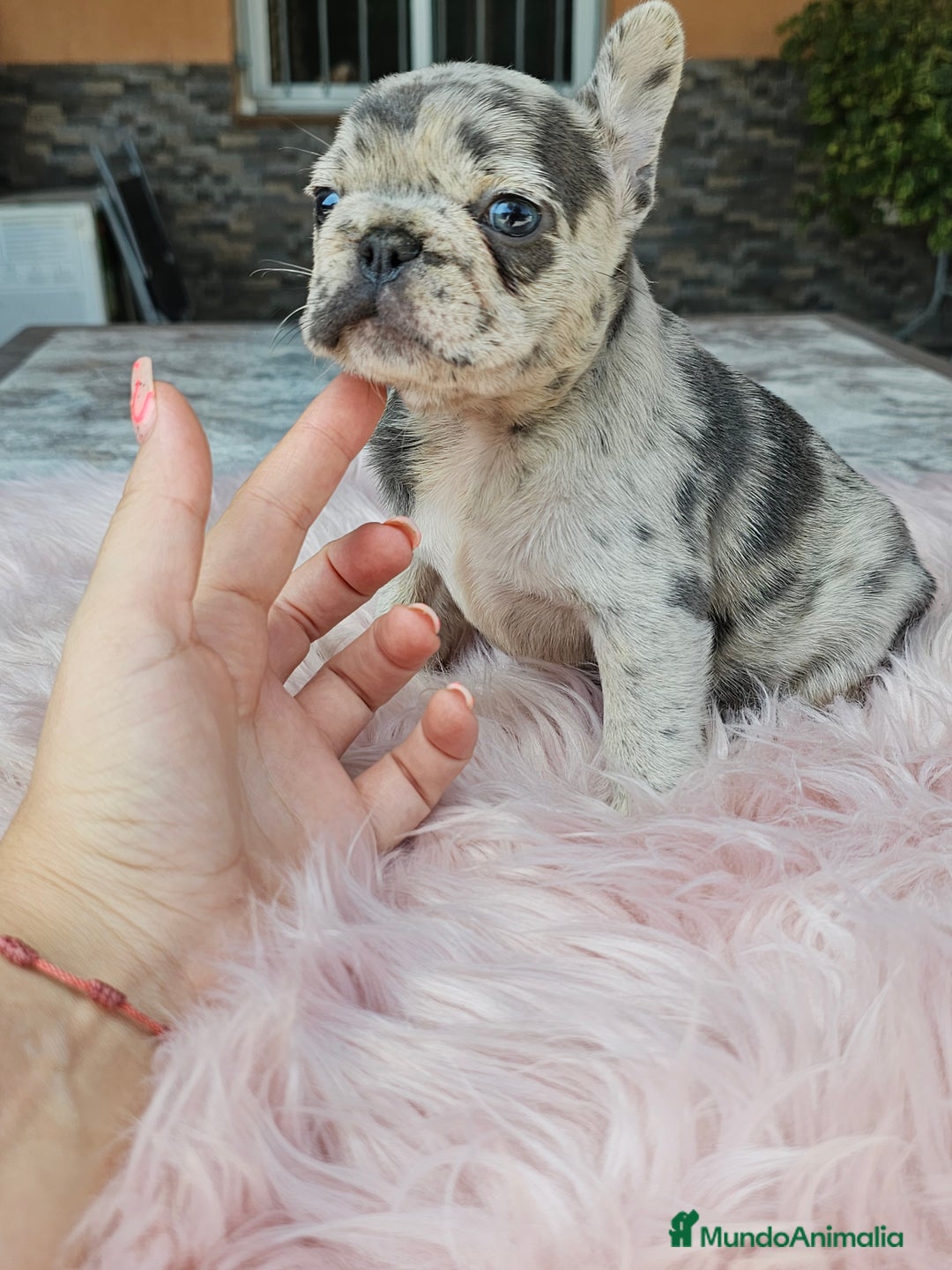 Bulldog Francés perros en venta: Bulldog francés merle - Imagen 1