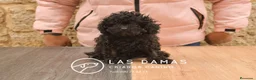 Caniche Enano perros en venta: Hembras de caniche color negro - Anuncio 1