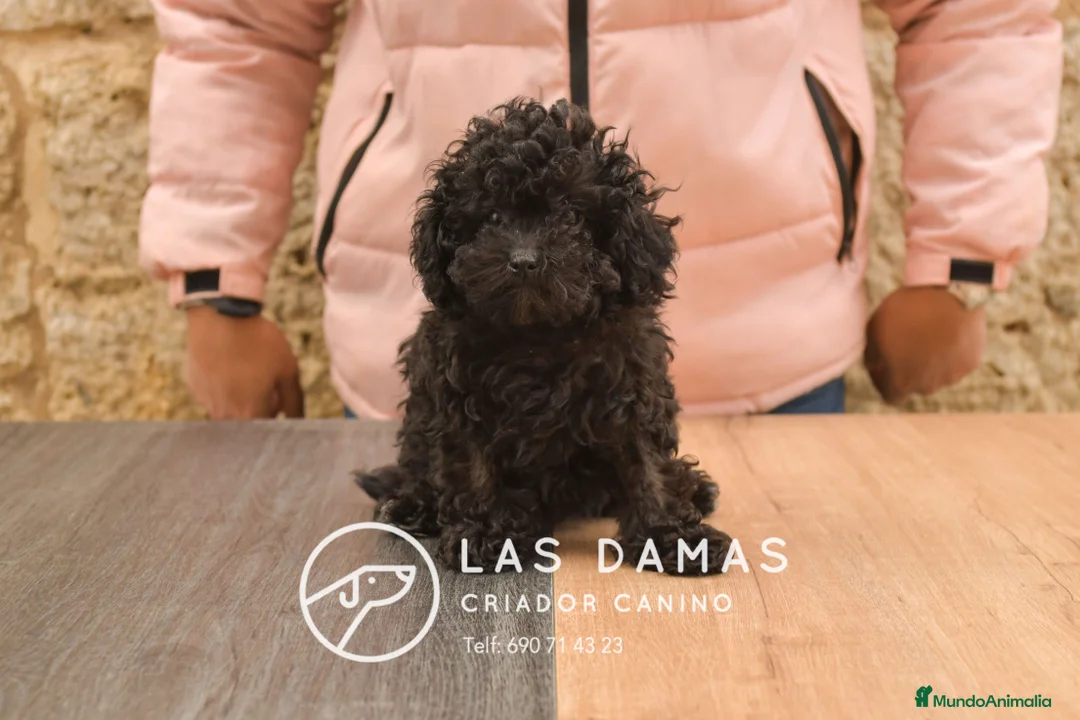 Caniche Enano perros en venta: Hembras de caniche color negro - Anuncio 1