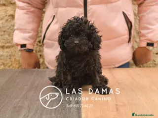 Caniche Enano perros Hembras de caniche color negro - Anuncio 10