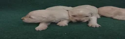 Golden Retriever perros en venta: Cacharros de golden retriever  - Anuncio 2