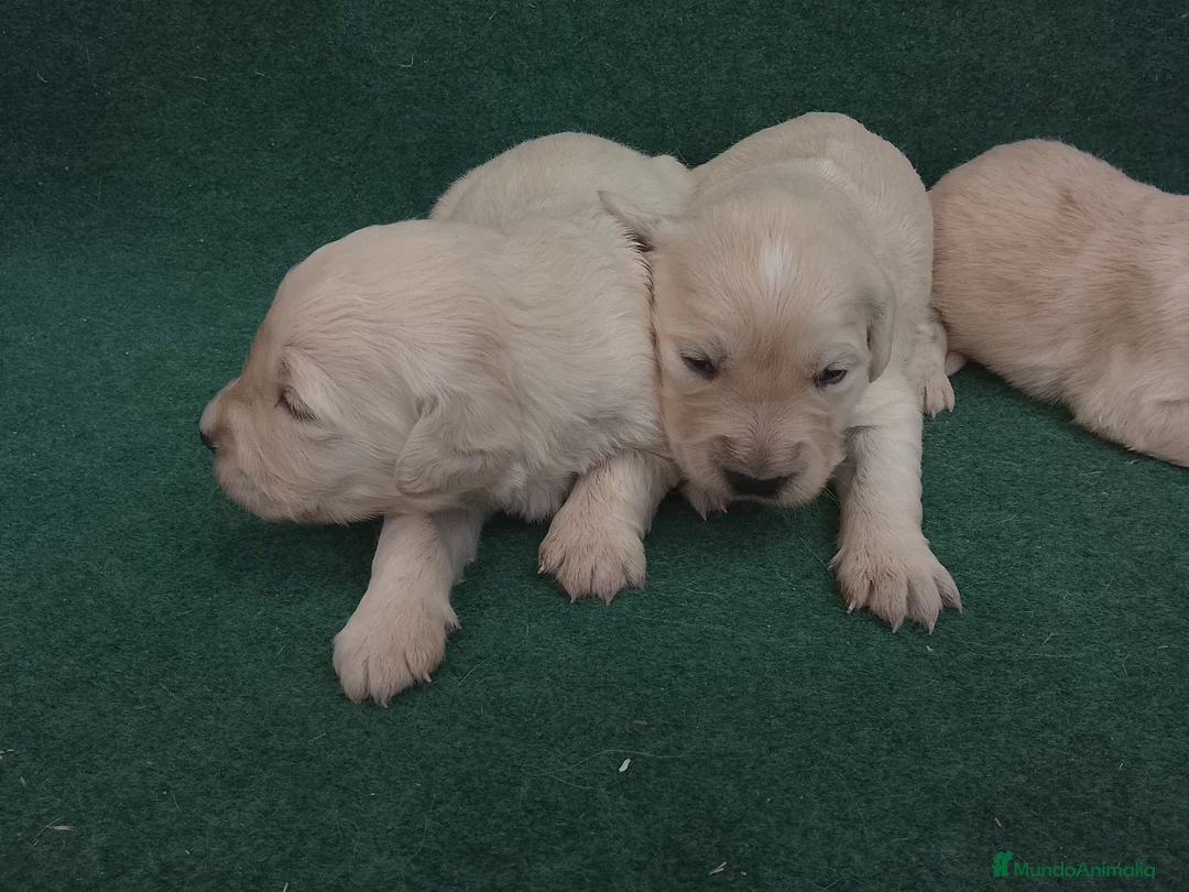 Golden Retriever perros en venta: Cacharros de golden retriever  - Anuncio 2