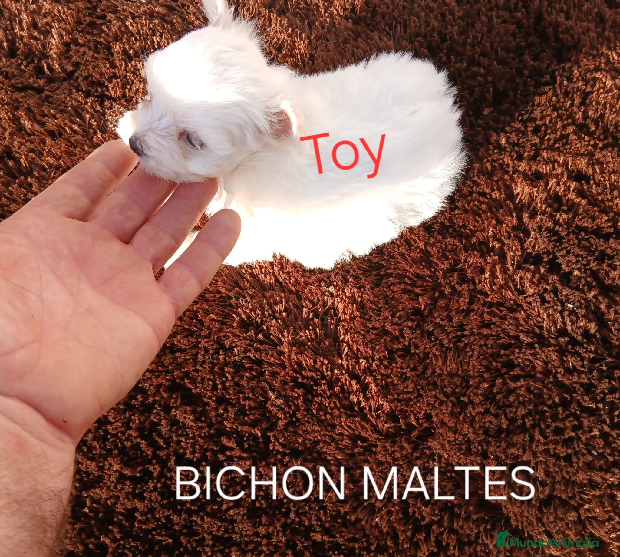 Bichón Maltés perros Excelentes toy  - Anuncio 2