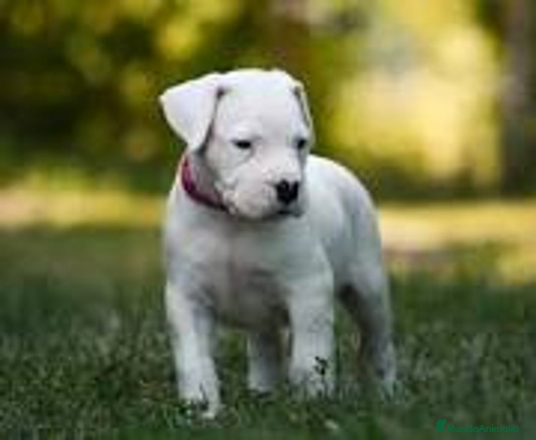 Dogo Argentino perros en venta: DOGO ARGENTINO CACHORROS  631 67 03 85 - Imagen 4