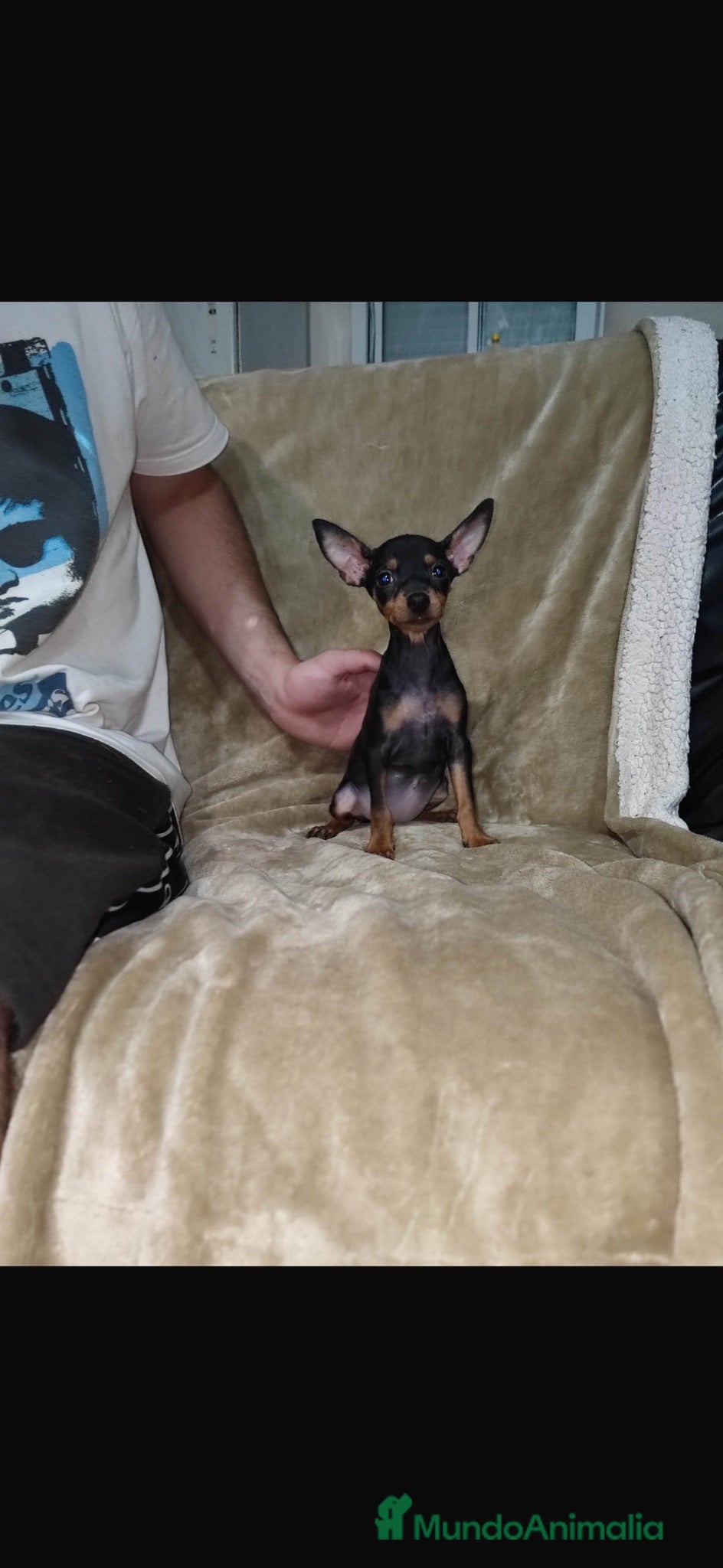 Pinscher Miniatura perros Pinscher miniatura negro fuego🐶🐾🔥🔥 - Anuncio 2