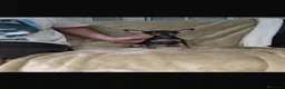 Pinscher Miniatura perros en venta: Pinscher miniatura negro fuego🐶🐾🔥🔥 - Anuncio 1