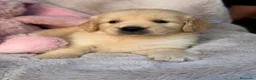 Golden Retriever perros en venta: GOLDEN RETRIEVER CALIDAD - Anuncio 4