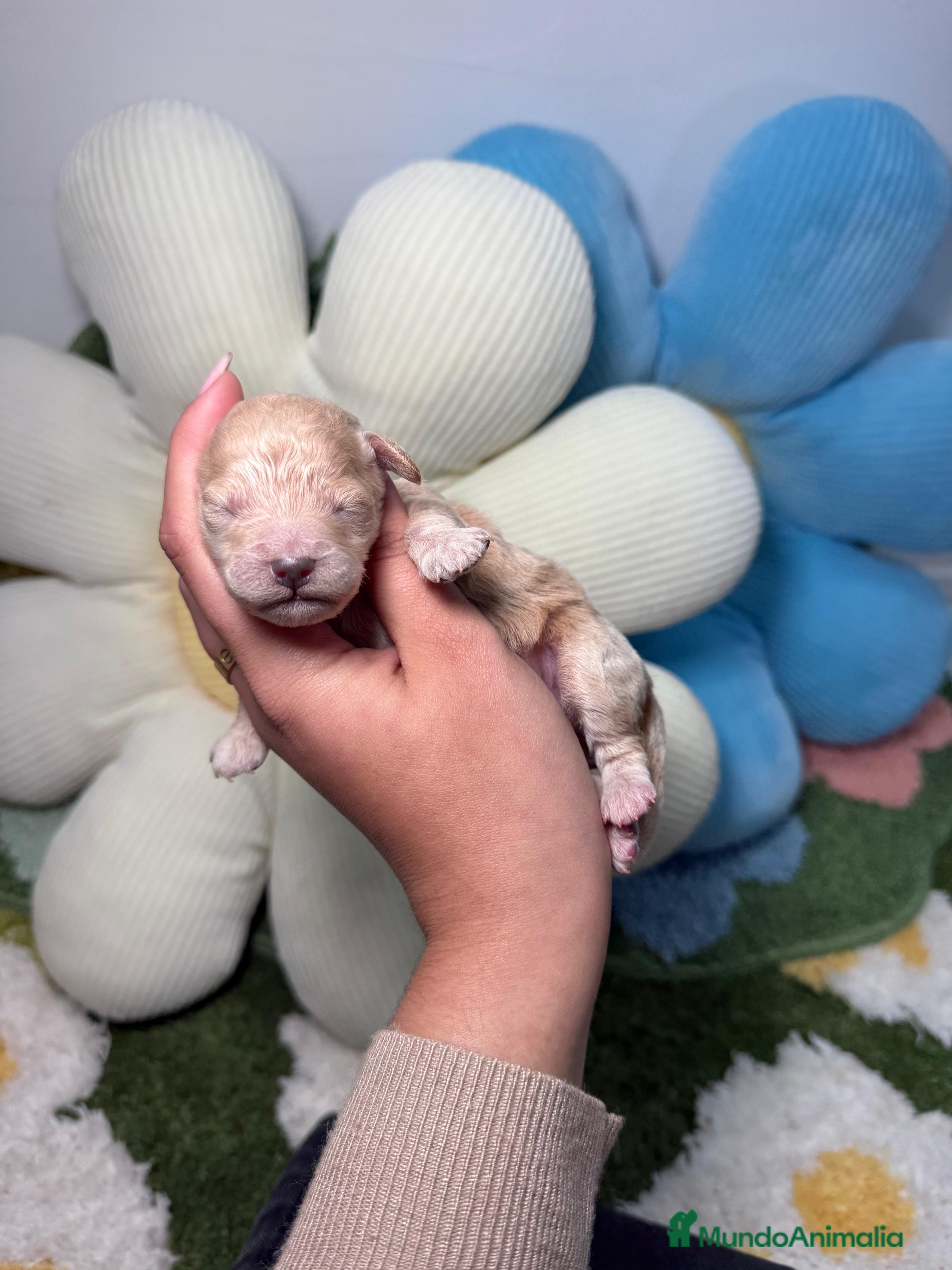 Maltipoo perros Maltipoo Mini Toy Macho - Anuncio 3