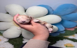 Maltipoo perros en venta: Maltipoo Mini Toy Macho - Anuncio 1