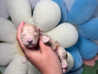 Maltipoo perros Maltipoo Mini Toy Macho - Anuncio 1