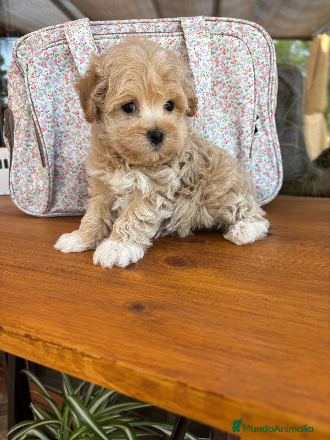Maltipoo perros en venta: Maltipoo excelentes cachorritas  - Imagen 12