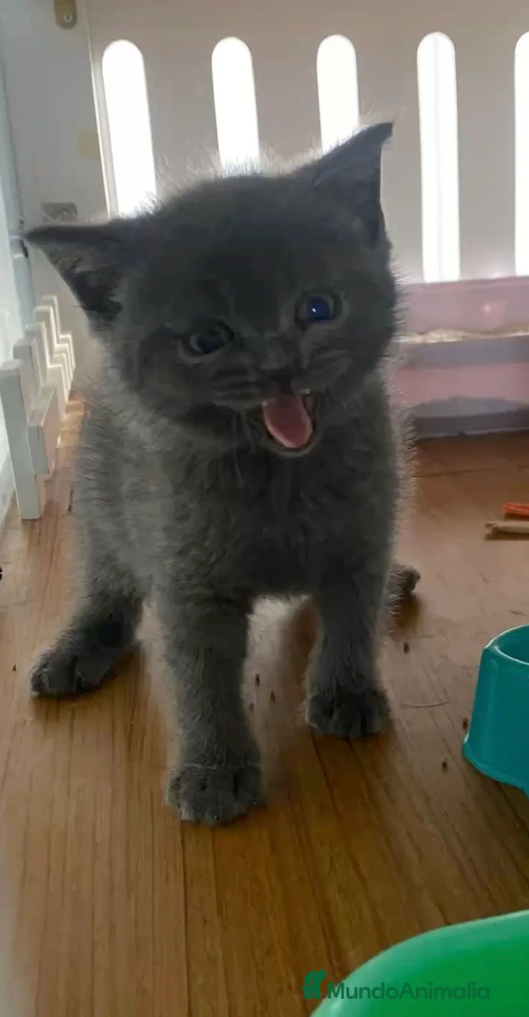 Azul Ruso gatos en venta: Preciosos gatos azul ruso. - Anuncio 3