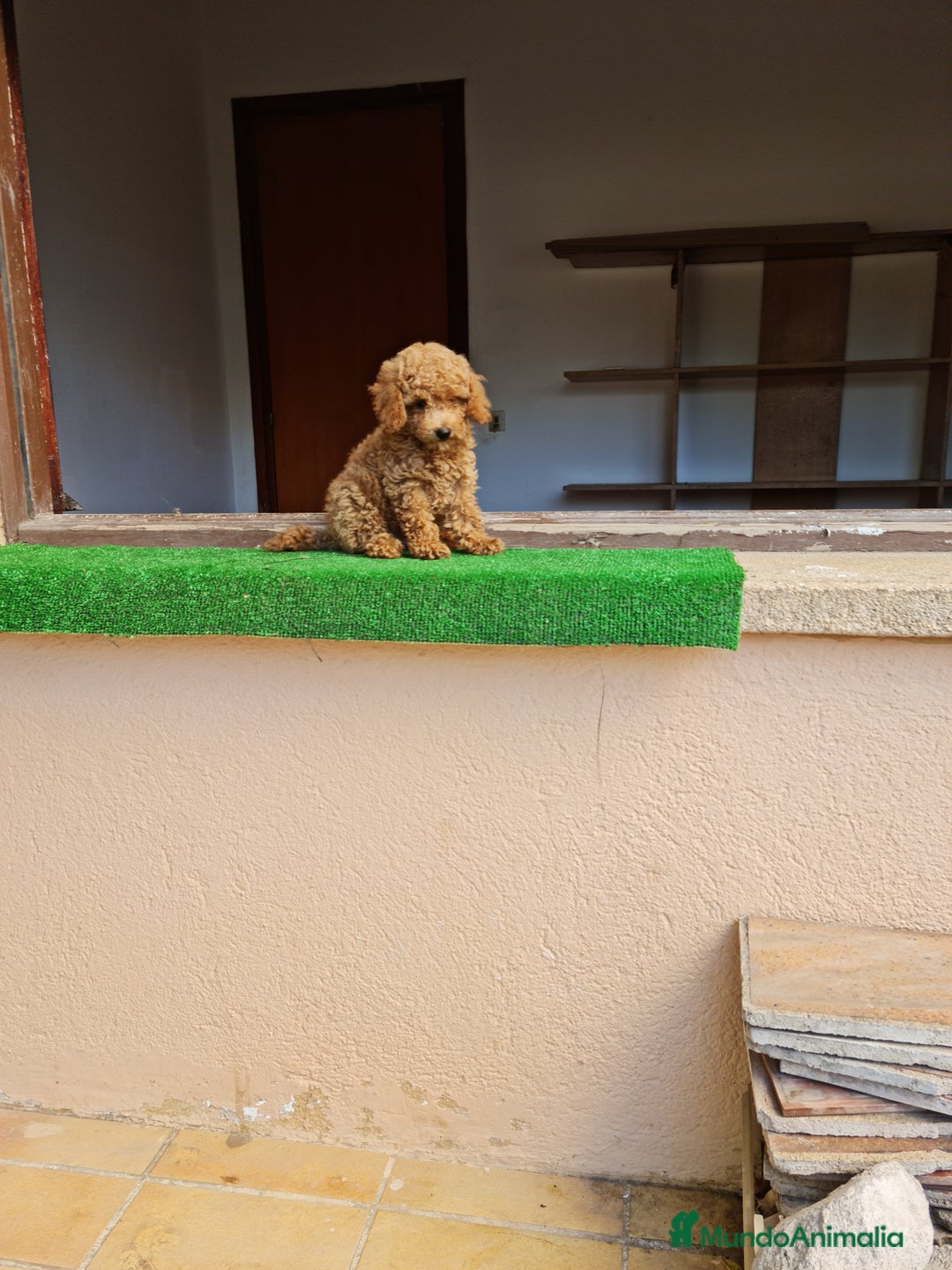 Raza Mixta perros en venta: Caniche toy - Imagen 1