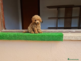 Raza Mixta perros - Anuncio 8