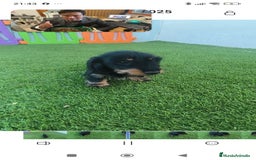 Teckel perros en venta: Tekel kaninchen Pelo Duro – Negro y Fuego ✨ - Imagen 3