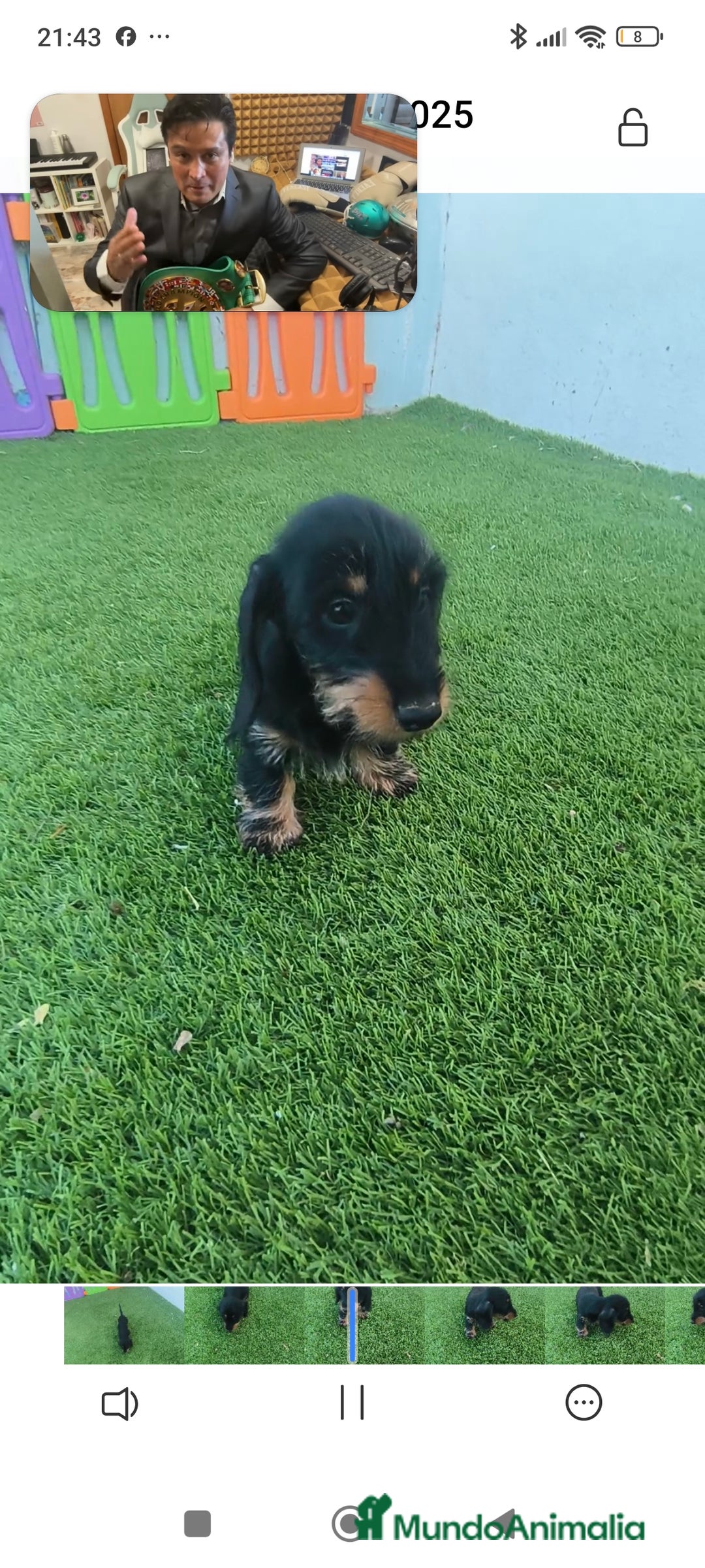 Teckel perros en venta: Tekel kaninchen Pelo Duro – Negro y Fuego ✨ - Imagen 3