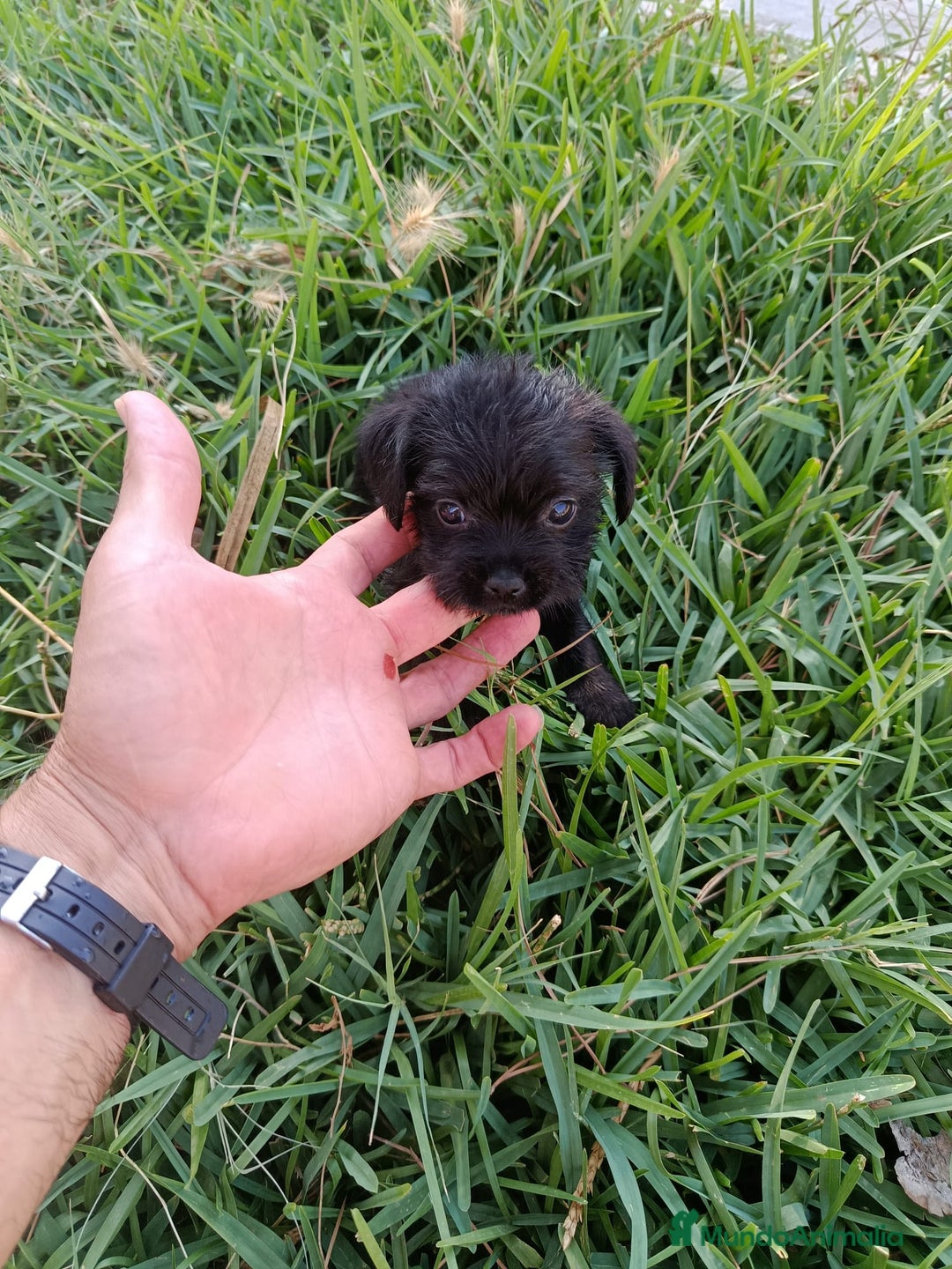 Chihuahua perros en venta: 🐶✨ ¡Cachorros! Chi-Poo - Choodle - Poo-Chi ✨🐶 - Imagen 2