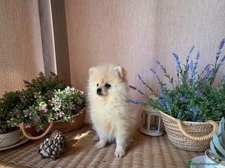 Pomerania perros - Anuncio 3