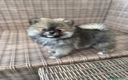 Pomerania perros en venta: Pomerania toy - Imagen 2