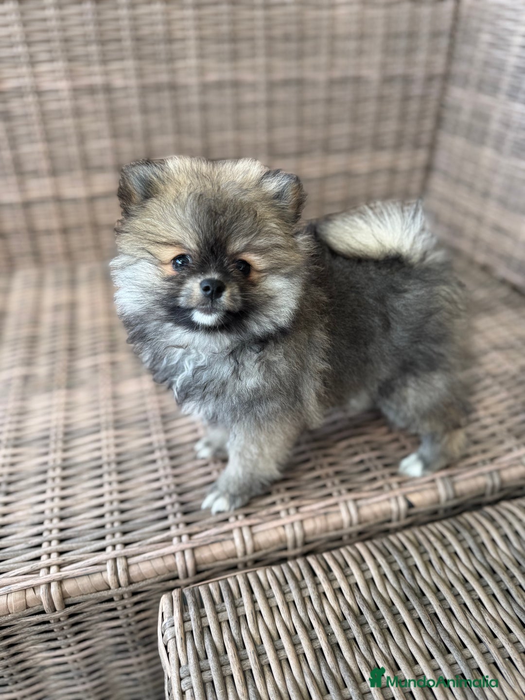 Pomerania perros en venta: Pomerania toy - Imagen 2