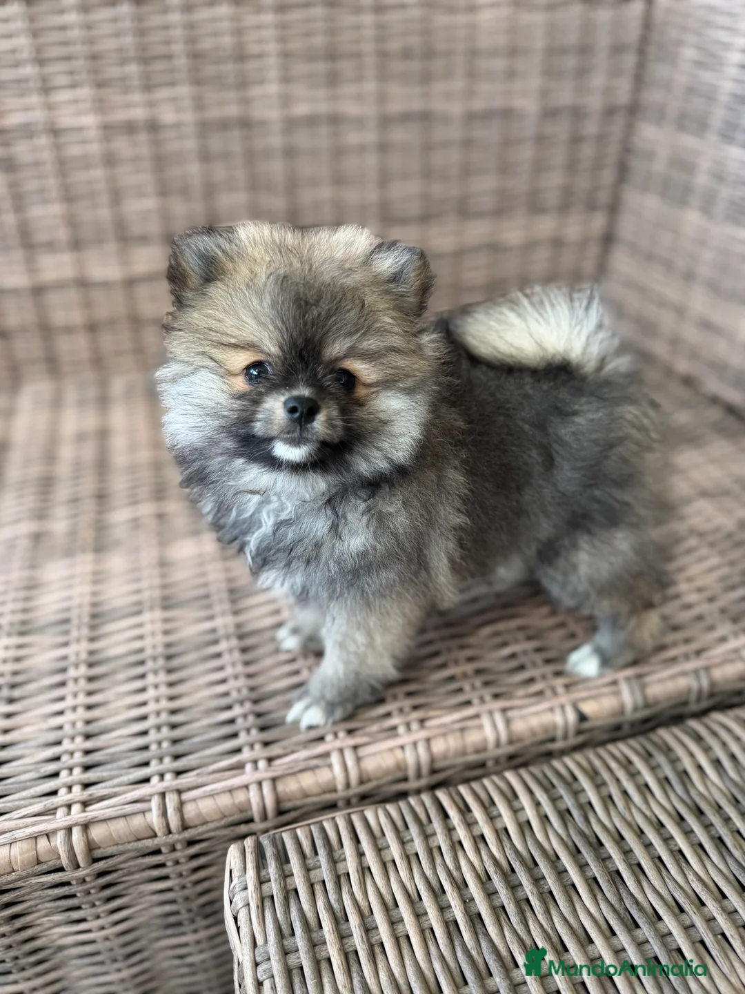 Pomerania perros en venta: Pomerania toy - Anuncio 2