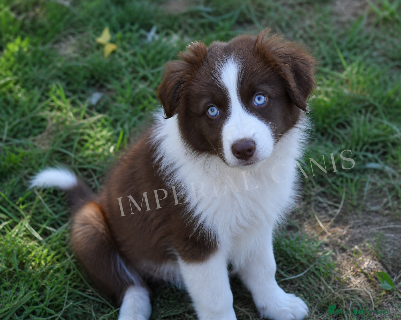 Border Collie perros PRECIOSA BORDER COLLIE CHOCOLATE.  - Anuncio 1
