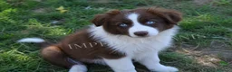 Border Collie perros en venta: PRECIOSA BORDER COLLIE CHOCOLATE.  en Badajoz - Anuncio 1