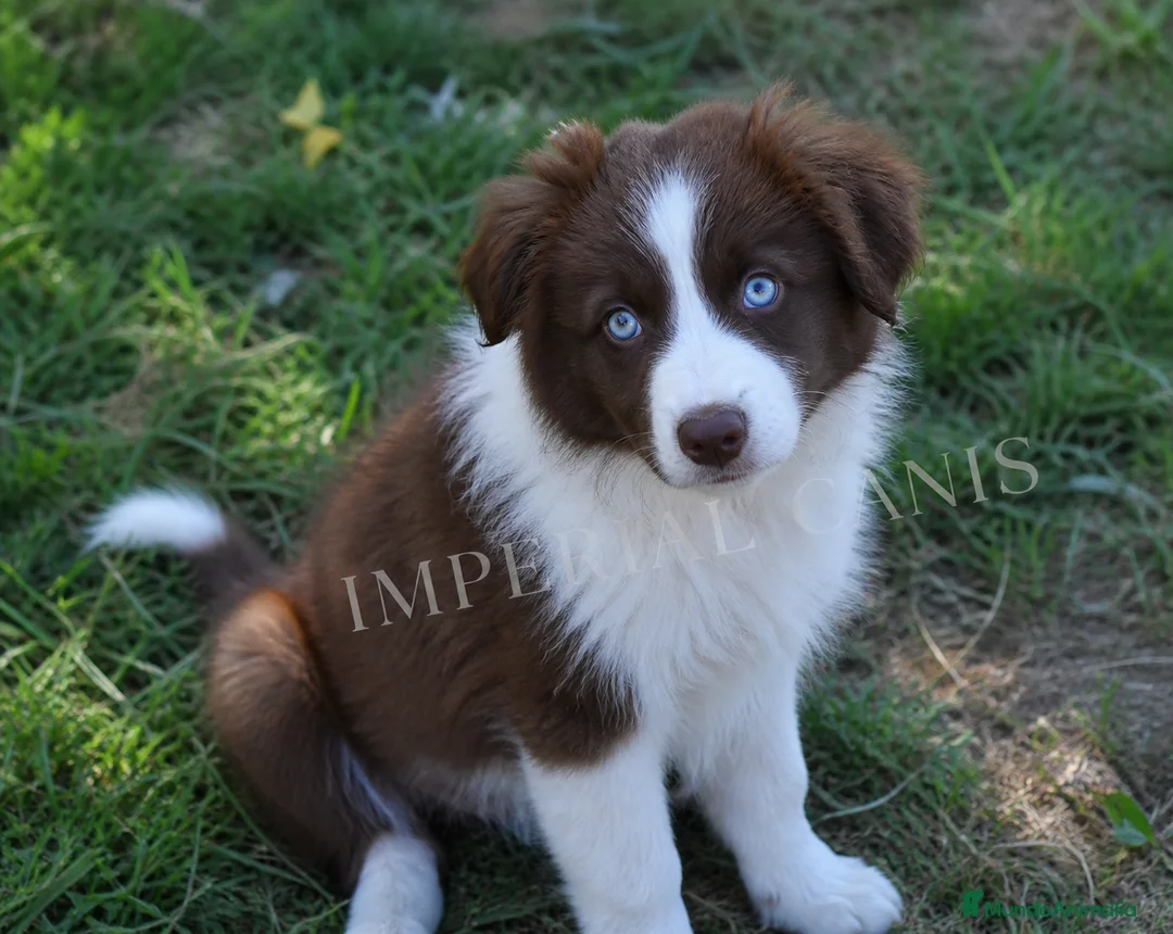 Border Collie perros en venta: PRECIOSA BORDER COLLIE CHOCOLATE.  en Badajoz - Anuncio 1
