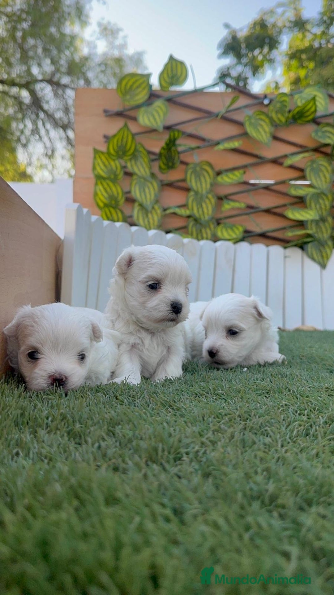 Bichón Maltés perros en venta: BICHÓN MALTÉS  - Imagen 10