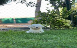 Bichón Maltés perros en venta: Bichón maltés  - Imagen 2