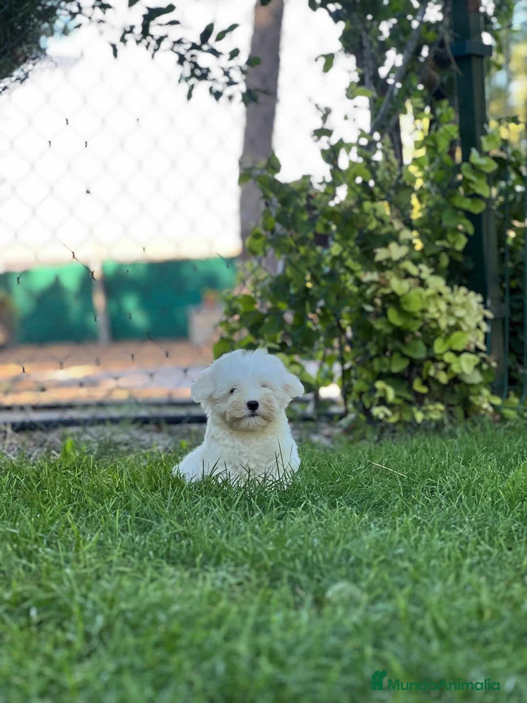 Bichón Maltés perros en venta: Bichón maltés  - Imagen 2