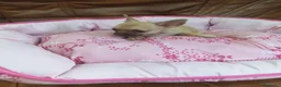 Chihuahua perros en venta: CHIHUAHUA TOY - Anuncio 3