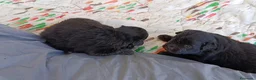 Pomapoo perros en venta: POMAPOO HEMBRITAS - Anuncio 3