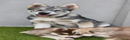 Husky Siberiano perros en venta: Husky siberiano agouti - Anuncio 1