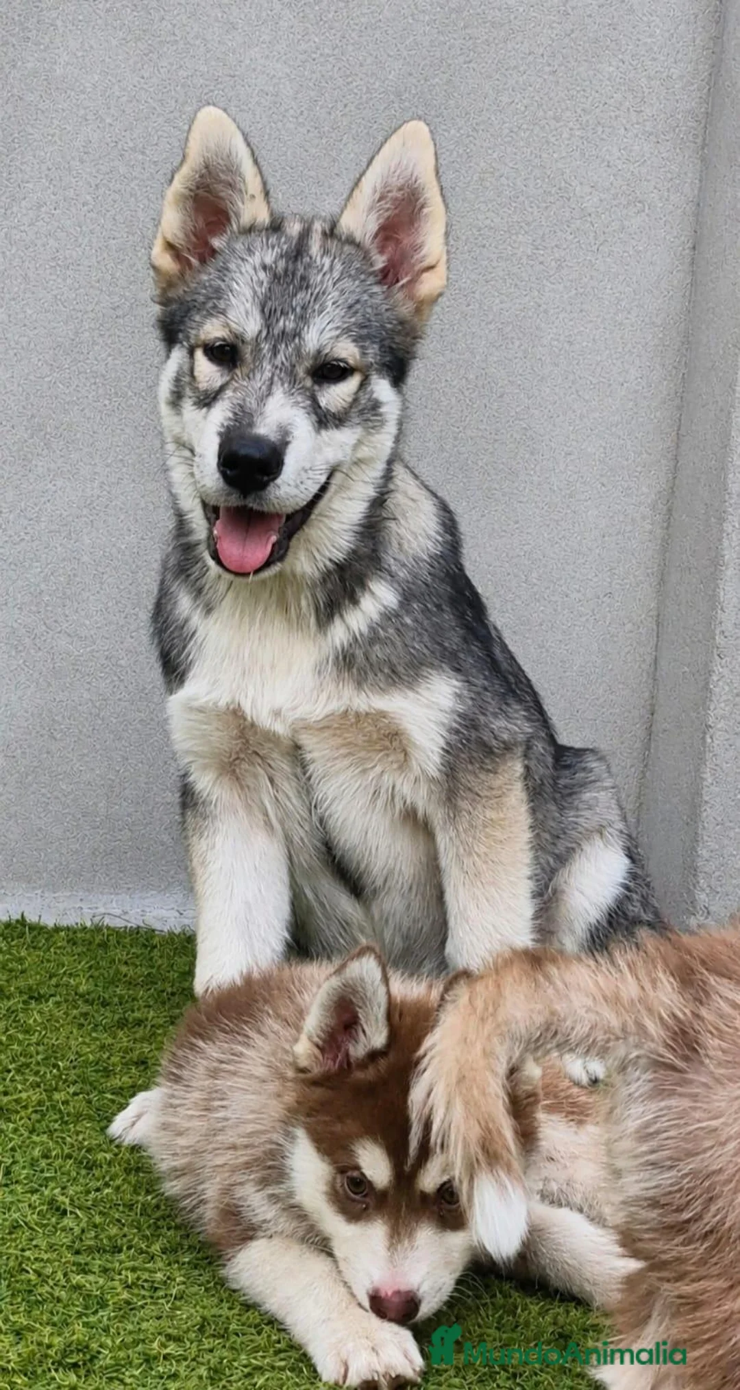 Husky Siberiano perros en venta: Husky siberiano agouti - Anuncio 1