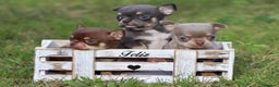 Chihuahua perros en venta: PRECIOSO CHIHUAHUA LINEA RUSA - Anuncio 2
