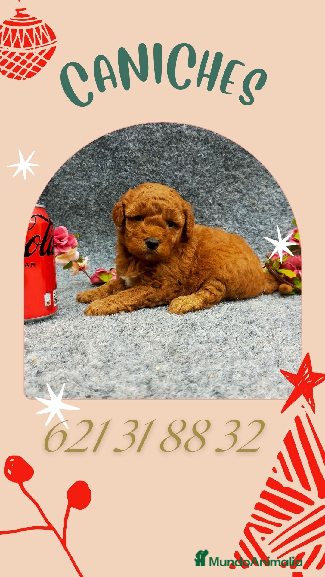 Caniche Toy perros en venta: PRECIOSOS CANICHE  ROJO LINEA TOY - Anuncio 1