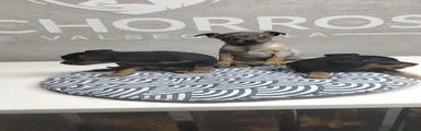 Pinscher Miniatura 2