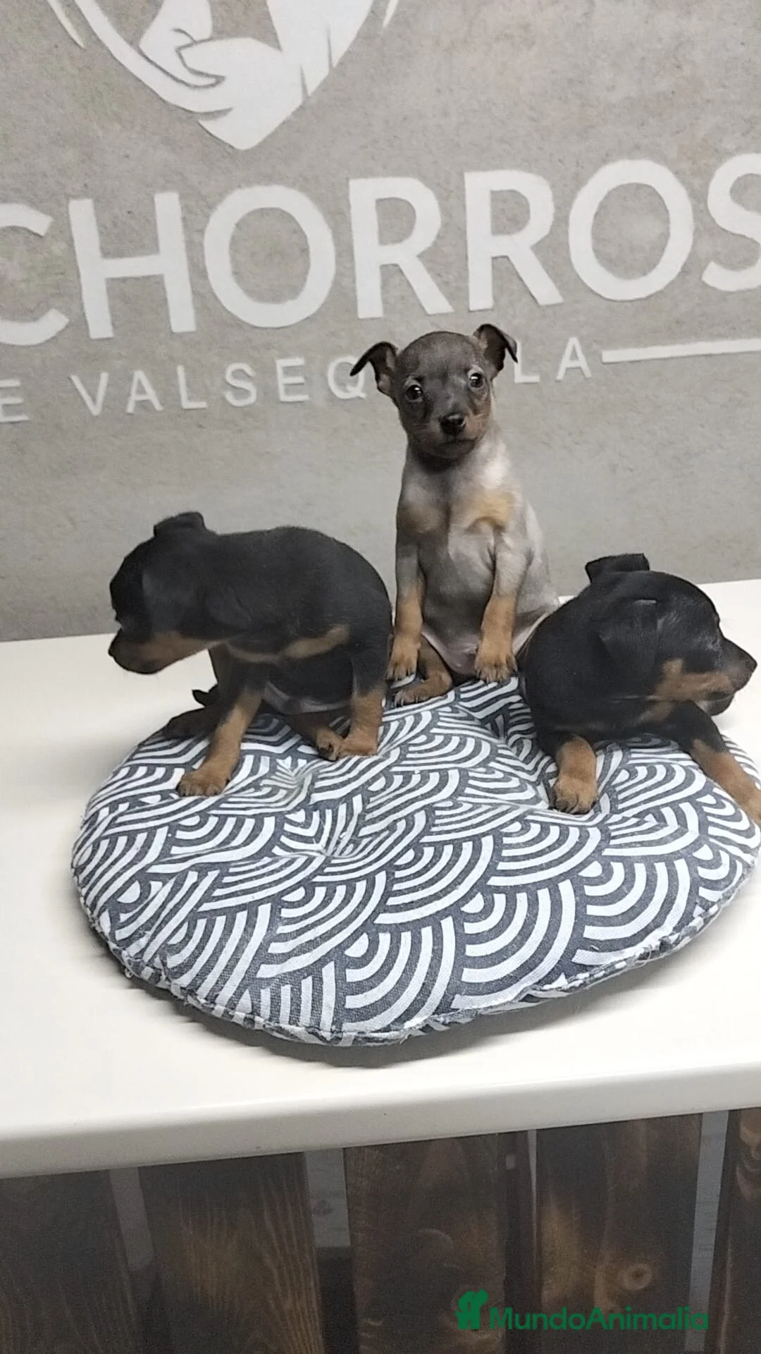Pinscher Miniatura perros en venta: Mini pinscher - Anuncio 3