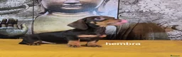Teckel Miniatura perros en venta: Teckel hembra kanichen  - Anuncio 1