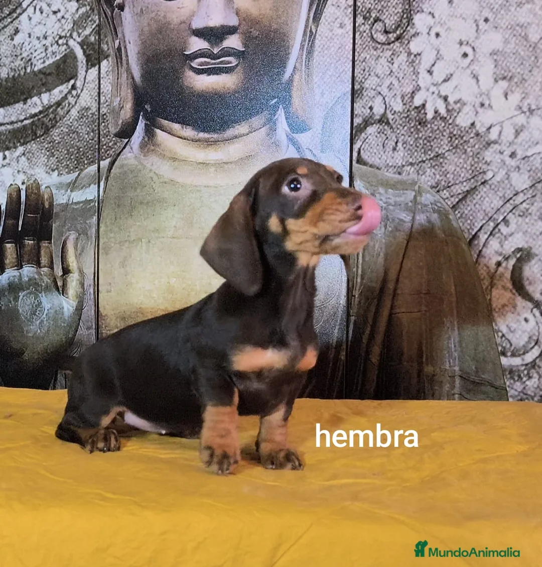 Teckel Miniatura perros en venta: Teckel hembra kanichen  - Anuncio 1