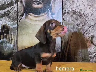Teckel Miniatura perros Teckel hembra kanichen - Anuncio 1