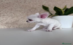 Chihuahua perros en venta: CHIHUAHUA  - Imagen 6