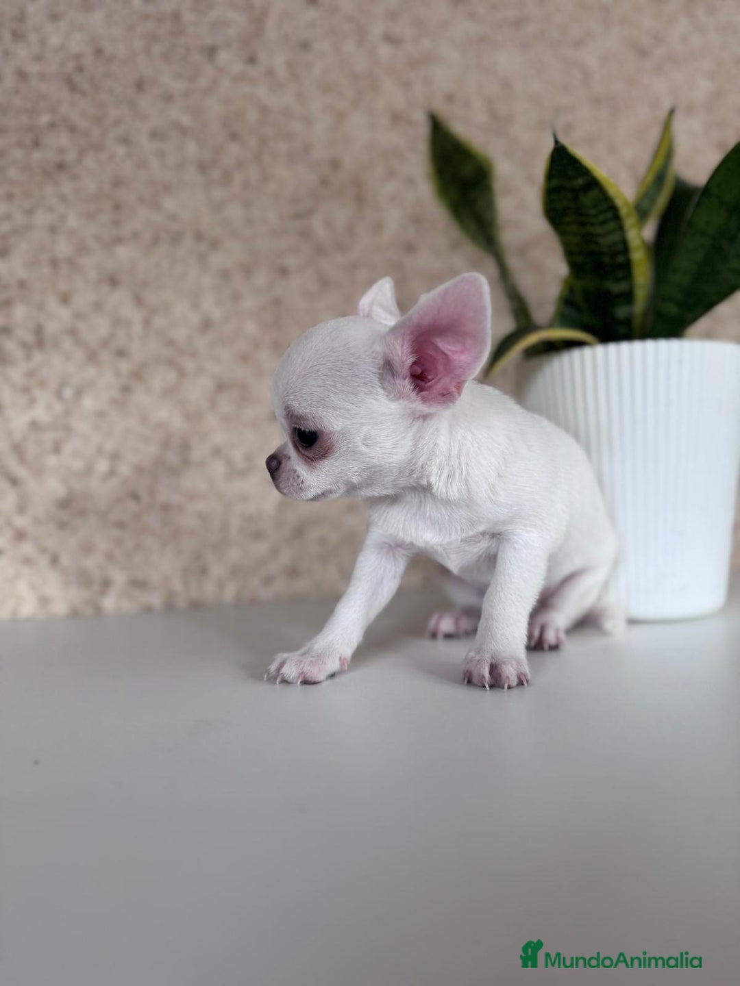 Chihuahua perros en venta: CHIHUAHUA  - Imagen 6