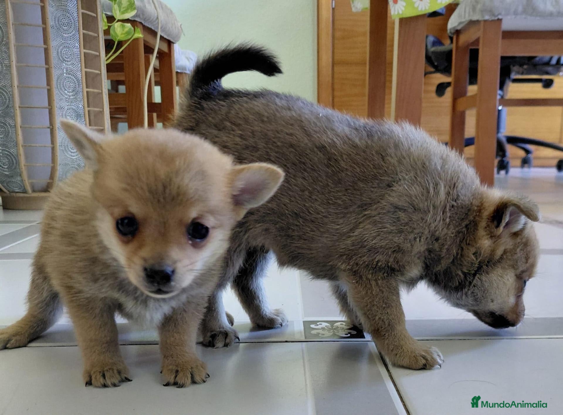 Chihuahua perros Chihuahua - Anuncio 21